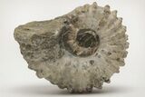 Bumpy Ammonite (Douvilleiceras) Fossil - Madagascar #205044-1